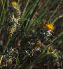 Centaurea procurrens