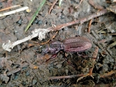 Mecodema sculpturatum