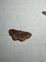 Leptostales rubromarginaria