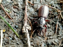 Mecodema sculpturatum