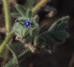 Anchusa aggregata