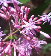 Fuchsia arborescens