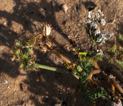 Daucus pumilus
