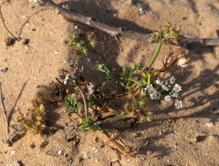Daucus pumilus
