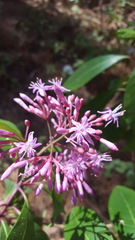 Fuchsia arborescens