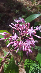 Fuchsia arborescens