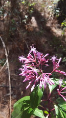 Fuchsia arborescens