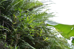 Asclepias nivea