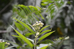 Asclepias nivea