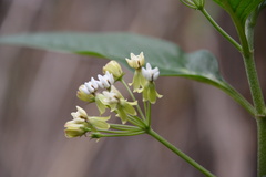 Asclepias nivea