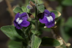 Scutellaria texana