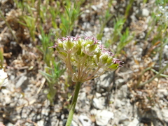 Perideridia parishii latifolia