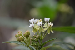 Asclepias nivea