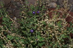 Scutellaria texana