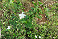 Hibiscus micranthus