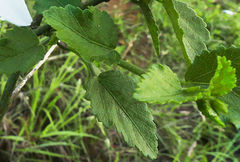 Hibiscus micranthus