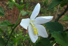 Hibiscus micranthus