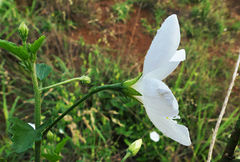 Hibiscus micranthus