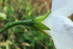 Hibiscus micranthus