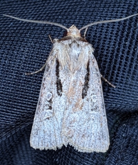 Agrotis vancouverensis
