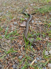 Anguis fragilis