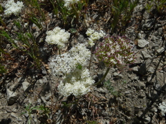 Perideridia parishii latifolia