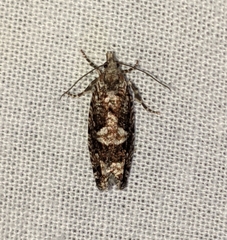 Zeiraphera improbana