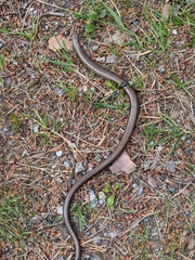 Anguis fragilis