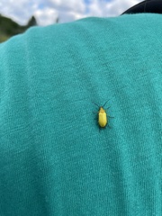 Cteniopus sulphureus