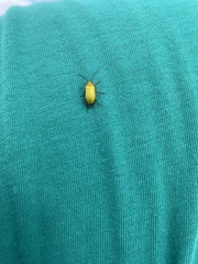 Cteniopus sulphureus