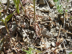 Perideridia parishii latifolia