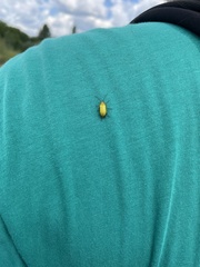 Cteniopus sulphureus