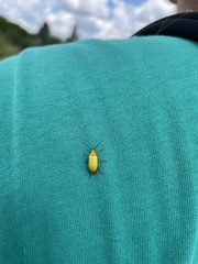 Cteniopus sulphureus