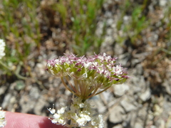 Perideridia parishii latifolia