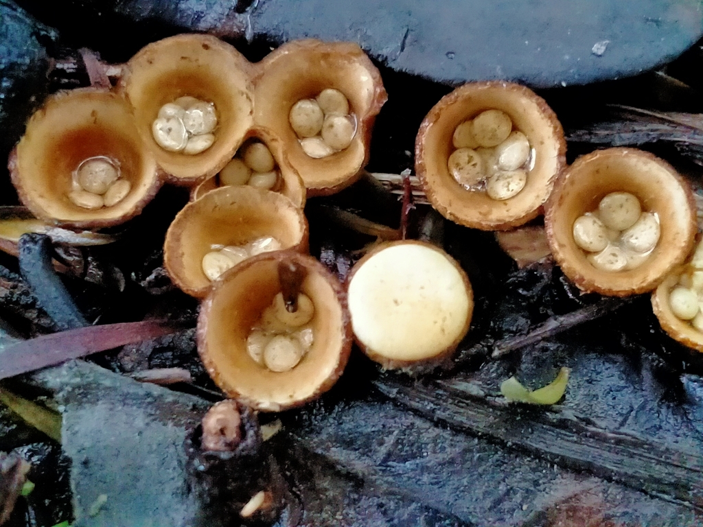 common bird's nest fungus from Helensburgh, Dunedin 9010, New Zealand