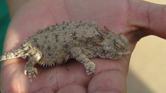 Phrynosoma cerroense