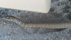 Masticophis fuliginosus
