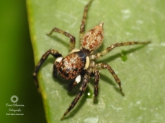 Chapoda