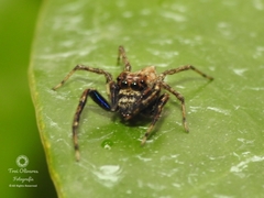 Chapoda