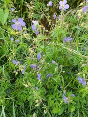 Geranium pratense