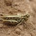 Mottled Grasshopper - Photo (c) Laurence Livermore, some rights reserved (CC BY-NC)