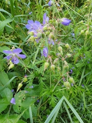 Geranium pratense