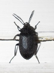 Penthe pimelia