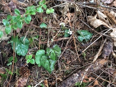 Veronica regina-nivalis