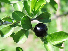 Condalia hookeri
