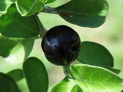 Condalia hookeri