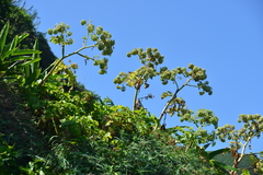 Angelica hirsutiflora