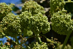 Angelica hirsutiflora