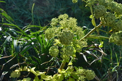 Angelica hirsutiflora