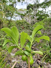 Rauvolfioideae